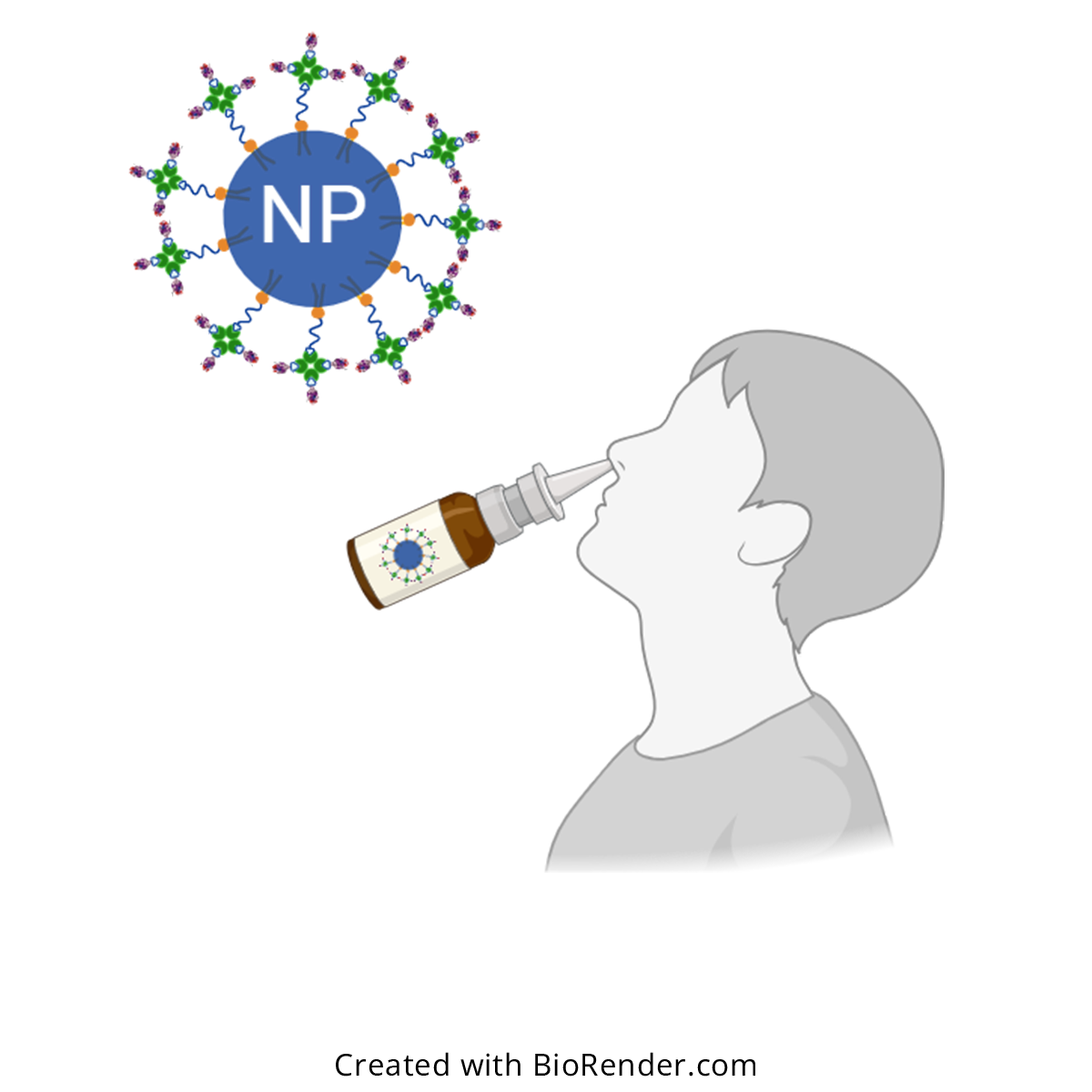 Diagram of Intranasal vaccination