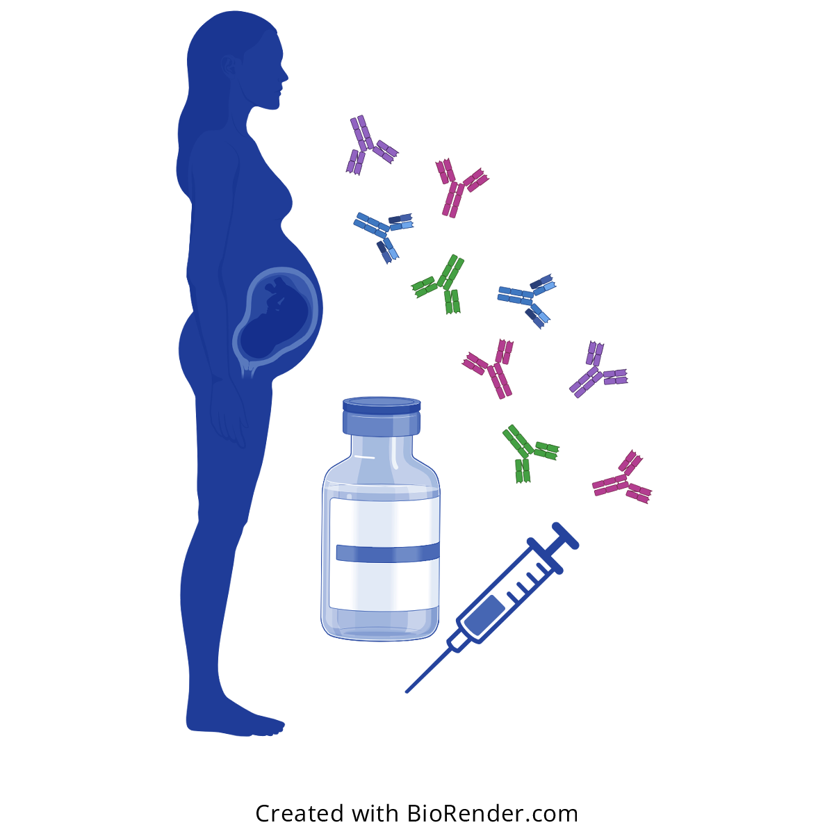 Diagram of maternal Immunization