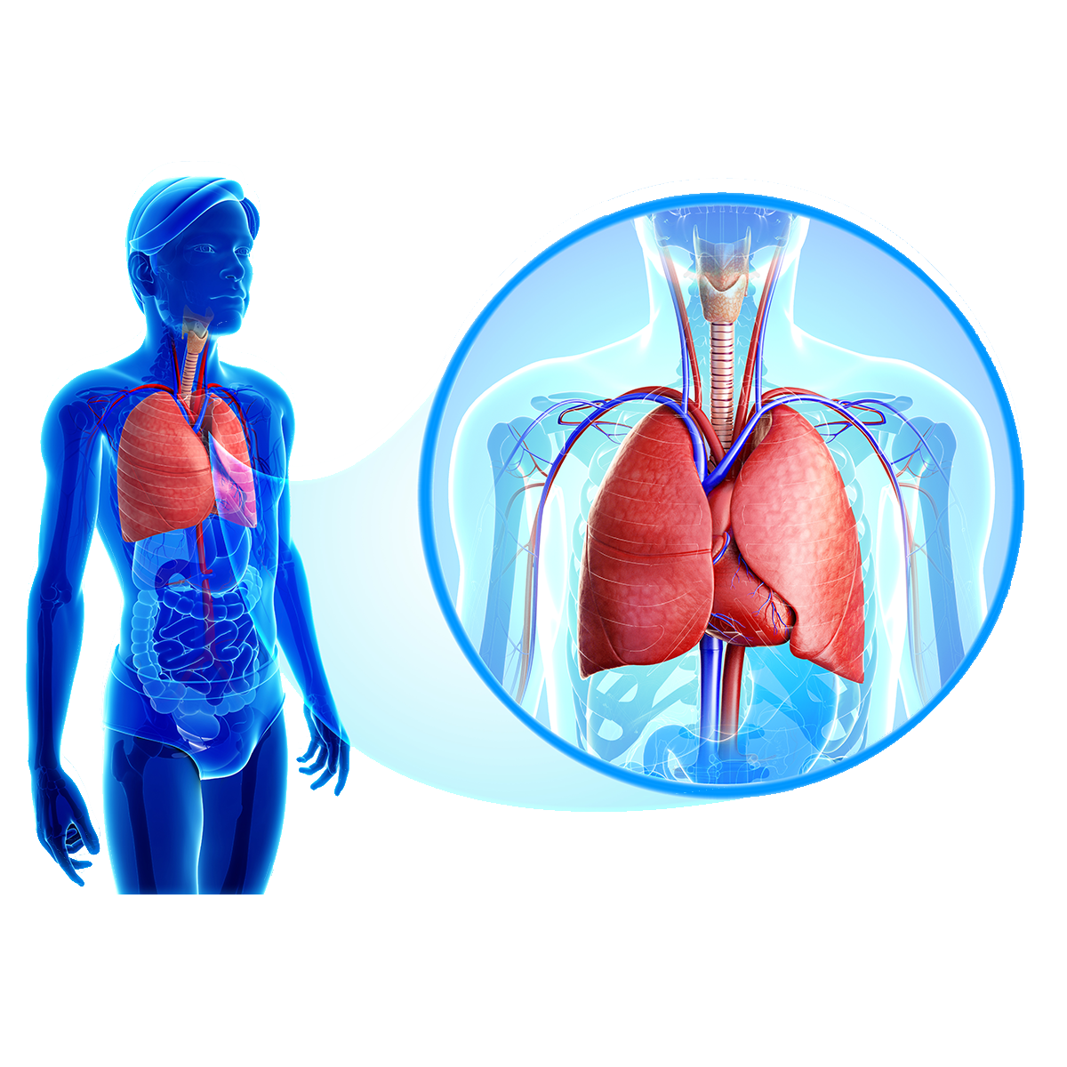 Image showing cardiovascular and pulmonary vascular outcomes research