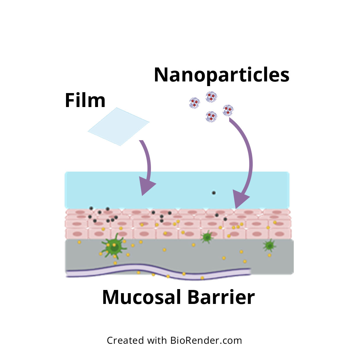 Films and nanoparticle deliver systems to overcome mucosal barriers