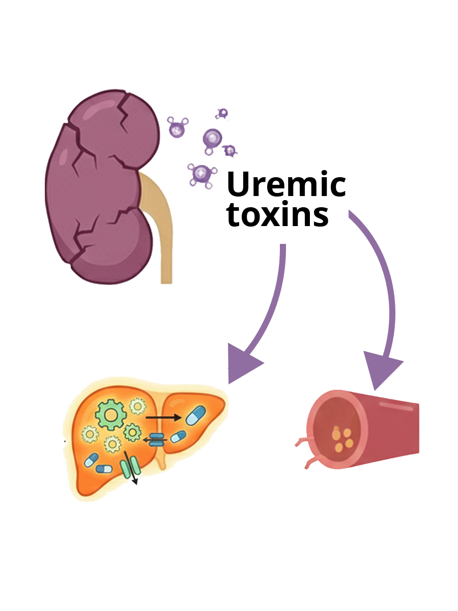 Nonrenal effects of uremic toxins