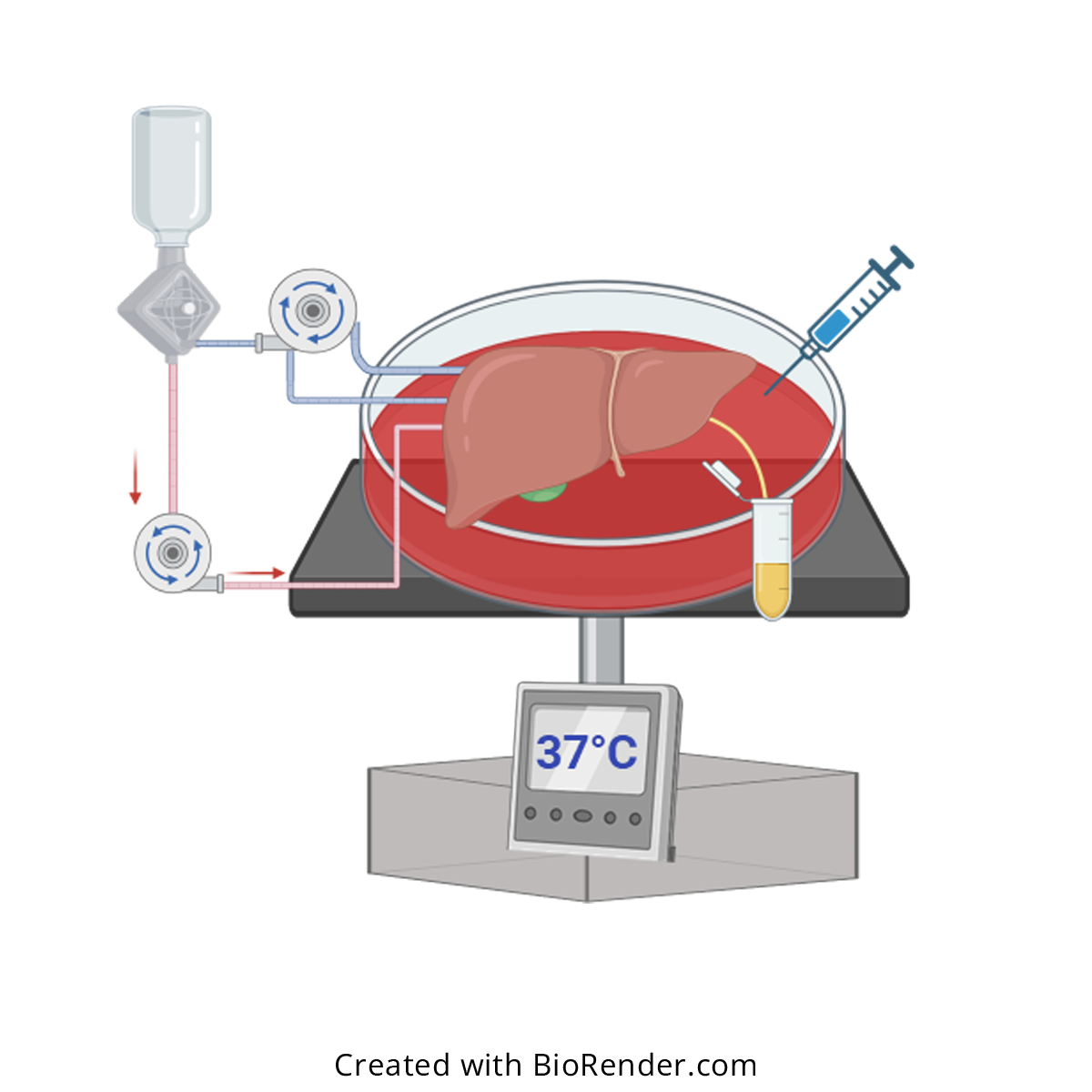 Normothermic machine perfusion