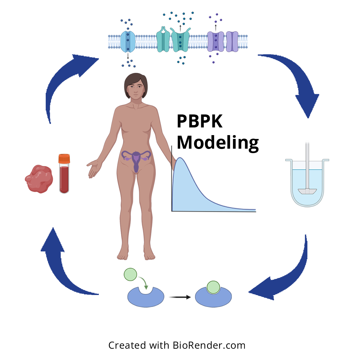 PBPK models for the female reproductive tract drug delivery