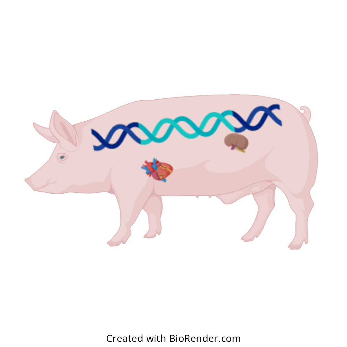Drug disposition in organs from gene-edited pigs