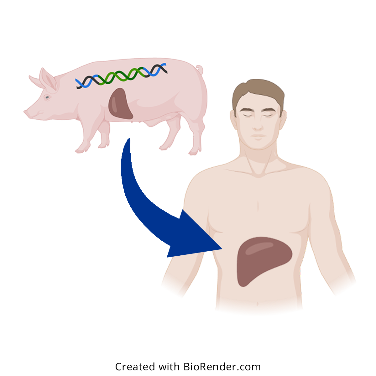 Evaluating the metabolic capacity of the liver in the recipient of the liver from a genetically engineered pig.